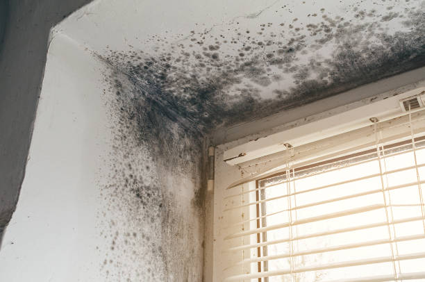 Affordable Mold Removal solutions in Flagtown, NJ